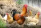 Câte găini ai voie să crești dacă stai la oraș? Iată ce spune legea românească despre păsările de curte 