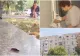 Invazie de gândaci în București: locatarii din mai multe cartiere se trezesc cu insectele în case