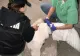 Două lebede au fost salvate din curtea unor indivizi care le-au furat de pe râul Argeș VIDEO