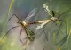 Patru cazuri de infecție cu virusul West Nile raportate în România, în această vară. Un pacient este minor