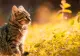 Plante toxice pentru pisici. Evită să le ții aproape dacă ai animale de companie în casă