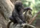 Gorila cu degete de om a devenit atracția unei grădini zoologice. Vizitatorii sunt fascinați, dar unii mărturisesc că simt și un sentiment de teamă -  FOTO