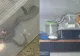 Panică într-o gospodărie din județul Constanța. Jandarmii, chemați să intervină pentru a captura un șarpe de peste un metru