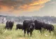 Zeci de vaci din rasa Black Angus, furate de pe un câmp. Poliția a deschis o anchetă