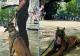 Câinii care detectează droguri pot provoca tragedii a festivaluri. Avertismentul unui expert român, de ce alte țări au renunțat la această metodă?
