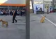 Video. Un cățel s-a prezentat la deschiderea anului școlar. Patrupedul a asistat la ceremonii, dar a fugit de primarul Chirică