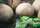 Descoperire uimitoare: Ouă de dinozaur, vechi de 86 de milioane de ani, au fost găsite în China