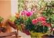 Cum protejezi florile din balcon de înghețul timpuriu. Secretul gradinarilor cu eperiență pentru a le menține sănătoase până la primăvară 