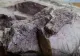 Descoperire impresionantă, în România: a fost găsită o pădure fosilizată