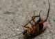 Electrocasnicul care atrage gândacii de bucătărie! Ce trebuie să faci pentru a evita invazia acestor insecte