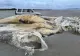 Creatură marină uriașă, eșuată pe o plajă. Localnicii au rămas șocați de descoperire