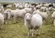 Focar de antax la o fermă de capre și oi din Vrancea. Proprietarul animalelor, internat în spital