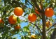 Ce salariu are un român la cules de portocale în Spania? Sezonul 2025 aduce mii de locuri de muncă în agricultură