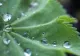 Ce efect are apa minerală carbogazoasă asupra plantelor? Noua tendință în grădinărit este tot mai populară