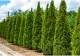Arborii ornamentali cu care poți să înlocuiești tuia. Motivul pentru care trebuie să renunți la acest conifer