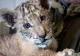 Alertă la o grădină zoo din Suceava: copil mușcat de ligru, o fetiță atacată de maimuță