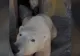 Urșii polari au pus stăpânire pe o bază abandonată de ruși - VIDEO