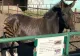 Video. Un animal mai neobișnuit a devenit atracția grădinii zoologice din Suceava. „Asta e zebra de pe Shein, Temu”