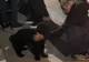 Bărbatul care și-a bătut câinele în sectorul 3, pus sub urmărire penală. Animalul a fost salvat și se află în grija autorităților
