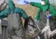 Mii de cocori găsiți morți lângă Berlin. Gripa aviară face ravagii în întreaga Europă. Cât de pregătită este România?