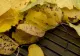 Ce înseamnă „confuzia ciclului vegetativ”? Un fenomen meteo periculos va lovi România