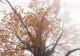 Prognoza meteo 12 noiembrie: Temperaturi peste normal și ceață locală în mai multe regiuni
