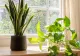 Ghidul toamnei pentru plantele de apartament: când și cum să le muți în interior
