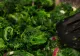 Gata cu fierberea spanacului! Trucul simplu care transformă această legumă într-un preparat savuros și plin de nutrienți