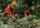 De ce NU trebuie fertilizați trandafirii toamna. Ce se întâmplă în caz contrar și cum trebuie îngrijiți în mod corect înainte de venirea iernii