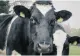 Noi subvenții pentru crescătorii de bovine. Ministrul Agriculturii a anunțat suma pe cap de animal 
