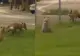 Două vulpi, surprinse în centrul Reșiței, la câțiva pași de clădiri și instituții. Animalele au oferit un adevărat spectacol de acrobație în joaca lor