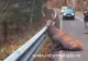 Imagini cutremurătoare la Suceava: un cerb rănit zace pe carosabil, după ce ar fi fost atacat de lupi