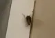 VIDEO. Condiții demne de Evul Mediu în Spitalul Judeţean de Urgenţă Slatina. Gândacii colcăie în voie, pacienții stau la pândă cu șlapii
