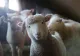 Iarna scumpirilor lovește fermele. Crescătorii de animale se confruntă cu scumpiri în lanț