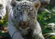 Scandal la Zoo Craiova. Un pui de tigru bengalez alb, ucis de gunoaiele lăsate de vizitatori