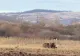 Un animal misterios, observat în pădurile României. Cum explică specialiștii apariția surprinzătoare VIDEO