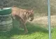 Tragedie la o grădină zoologică din Brazilia: un tânăr de 19 ani a murit după ce a intrat în ţarcul leilor pentru a-i îmblânzi