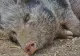 Focarul de pestă porcină africană ridică semne de întrebare: Spania analizează și ipoteza unei scurgeri accidentale din laborator