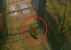 Imagini inedite din inima Capitalei: trei vulpi, „vizitatori” nocturni la Muzeul Antipa. Cum explică specialiștii situația VIDEO