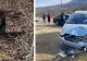 Accident neobișnuit pe o șosea din Buzău: un urs a fost lovit mortal de o mașină, Garda de Mediu a deschis anchetă - FOTO