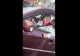 Noi imagini cu incidentul din Minneapolis. Momentul împușcăturilor, surprins chiar de camera corporală a agentului ICE care a deschis focul VIDEO