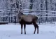 Șoc la Grădina Zoologică din Târgu Mureș. Un cerb carpatin a fost găsit mort după ce a înghițit o mănușă. „Am mai găsit monede și alte obiecte străine în sistemul digestiv al diferitelor animale”