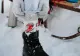 Remedii naturale pentru degerături. Cum să le folosești corect!