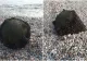 Alertă la Marea Neagră. O mină a fost găsită în zona poligonului de tragere de la Midia -FOTO/VIDEO
