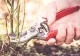 Plantele din curte pe care trebuie să le tunzi în luna ianuarie. Gradina ta se va transforma într-un adevărat paradis pe timpul verii 