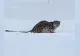 Selfie fatal în munți: un schior a fost atacat de un animal periculos, specie extrem de rară