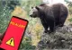 Mesaj Ro-Alert în Dâmbovița! Un urs a fost observat pe raza comunei Raciu. Apariția animalului a stârnit panică printre localnici