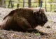Au fost găsite alte animale moarte la ferma din Recea Cristur. Autoritățile verifică subvențiile și condițiile de întreținere