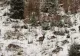 Capre negre și urs, surprinse pe culmile înzăpezite ale Masivului Giumalău. Imagini spectaculoase publicate de Romsilva