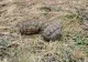 Descoperire "explozivă" în Aiud: două grenade fără focos găsite pe o stradă
